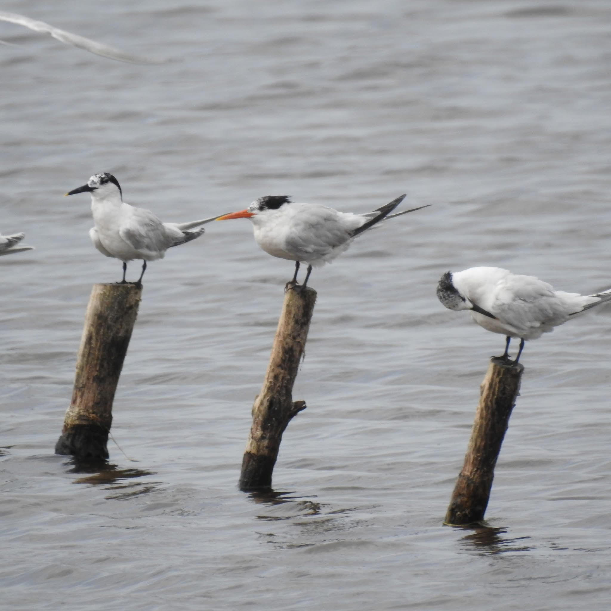 CARTAGENA PIENSA: CICLO SEO/BirdLife. SUSANA NOGUERA HERN�NDEZ `CIENCIA CIUDADANA: C�MO Y POR QU� REGISTRAR TUS OBSERVACIONES DE AVES EN EBIRD�